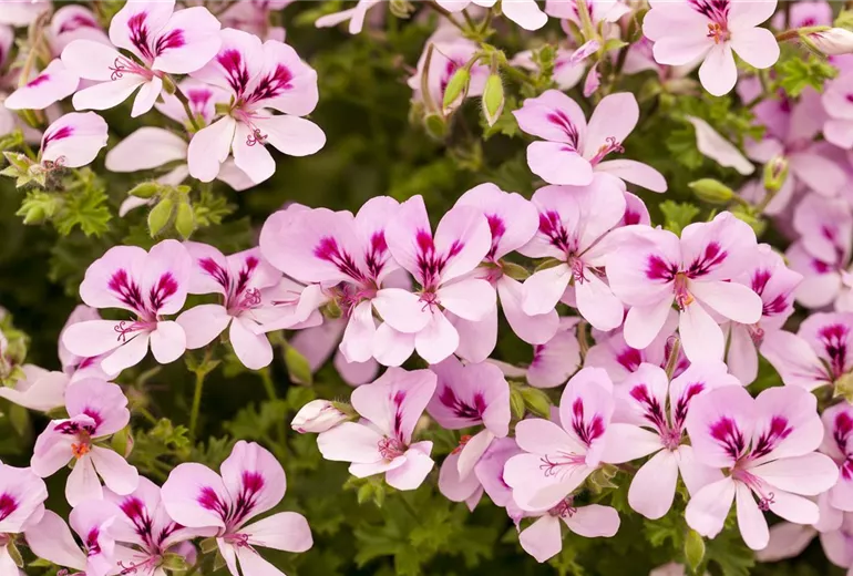Pelargonium peltatum 'Lemona'