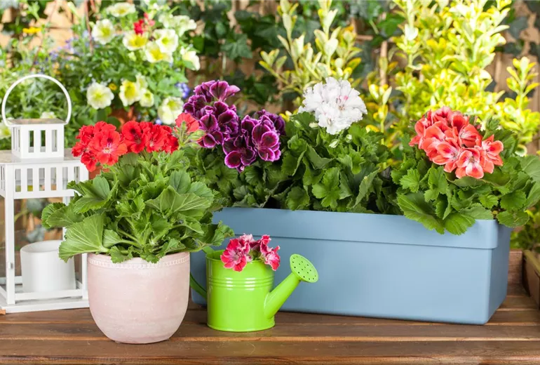 Pelargonium grandiflorum