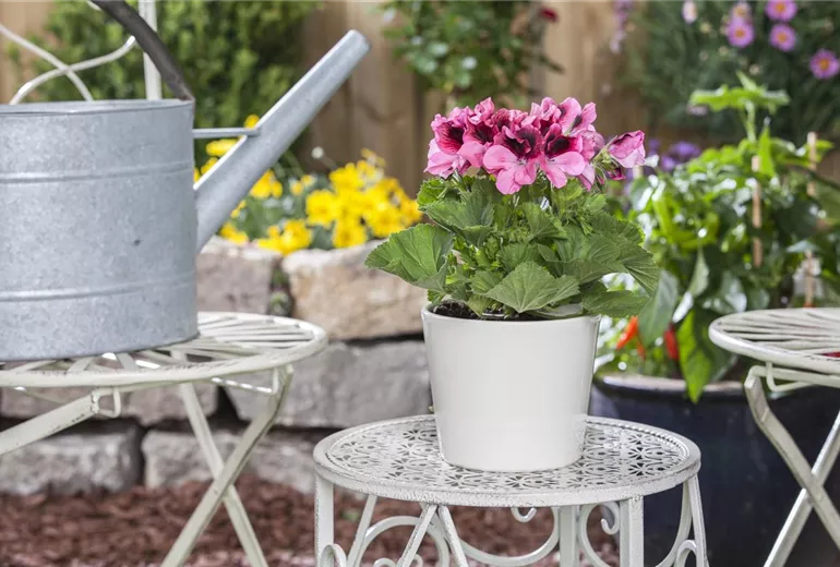 Pelargonium grandiflorum