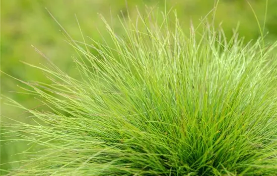 Gräser kaufen und den eigenen Garten einmalig gestalten Gräser kaufen und den eigenen Garten einmalig gestalten