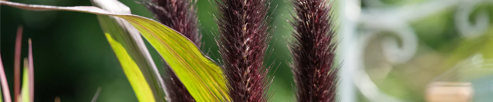 Pennisetum glaucum 'Purple Baron' Pennisetum glaucum 'Purple Baron'
