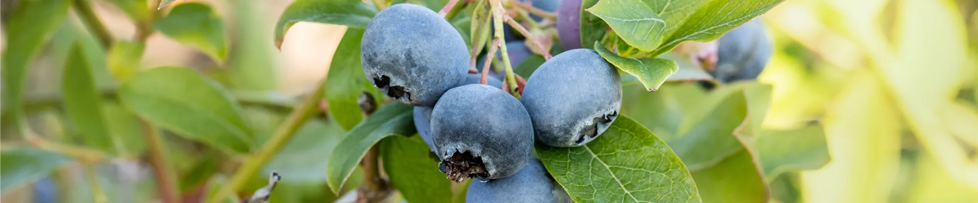 Vaccinium corymbosum 'Bluecrop'