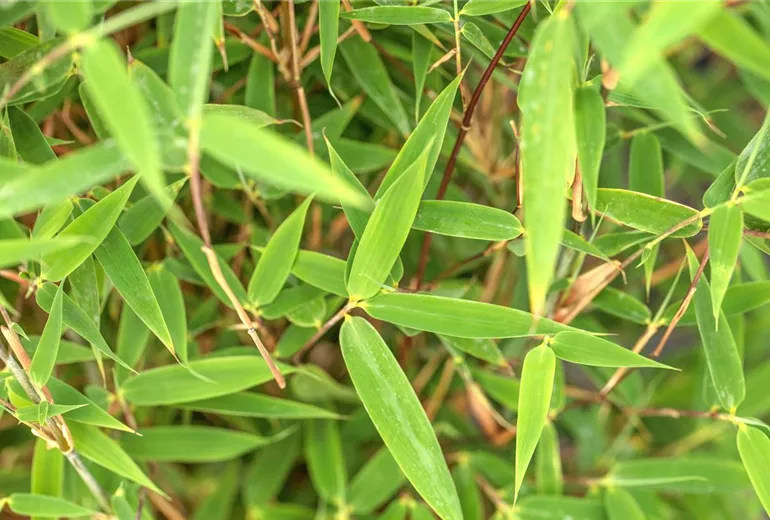 Fargesia 'Malachite Monkey'®