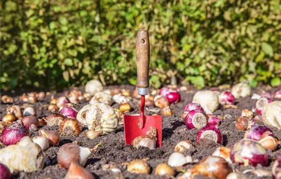 Krankheiten und Schädlinge an Blumenzwiebeln und -knollen erkennen Krankheiten und Schädlinge an Blumenzwiebeln und -knollen erkennen