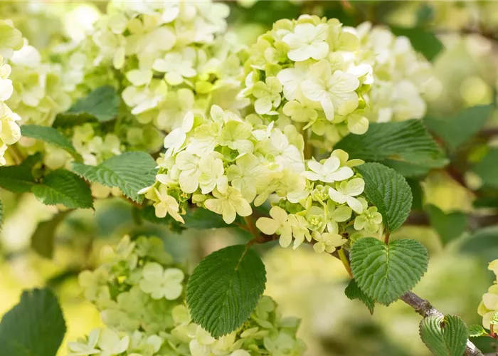 Laubgehölze pflegen – So bleibt der Garten schön