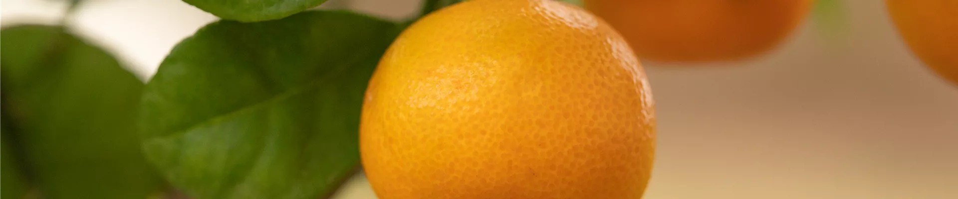 Citrus madurensis Citrus madurensis