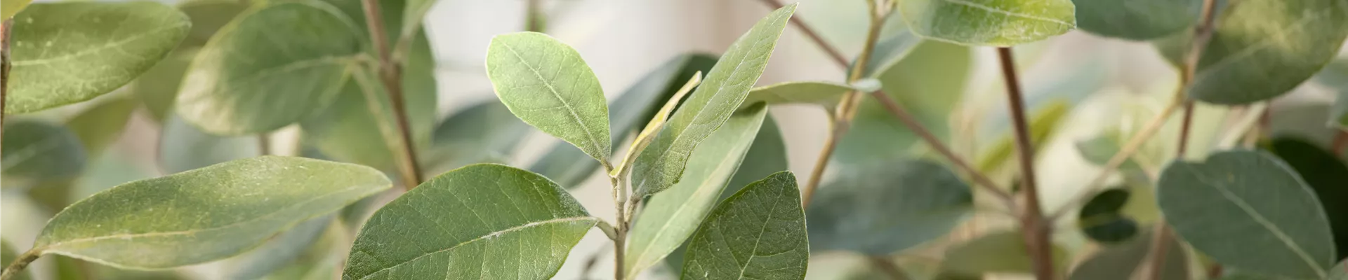 Acca sellowiana Acca sellowiana