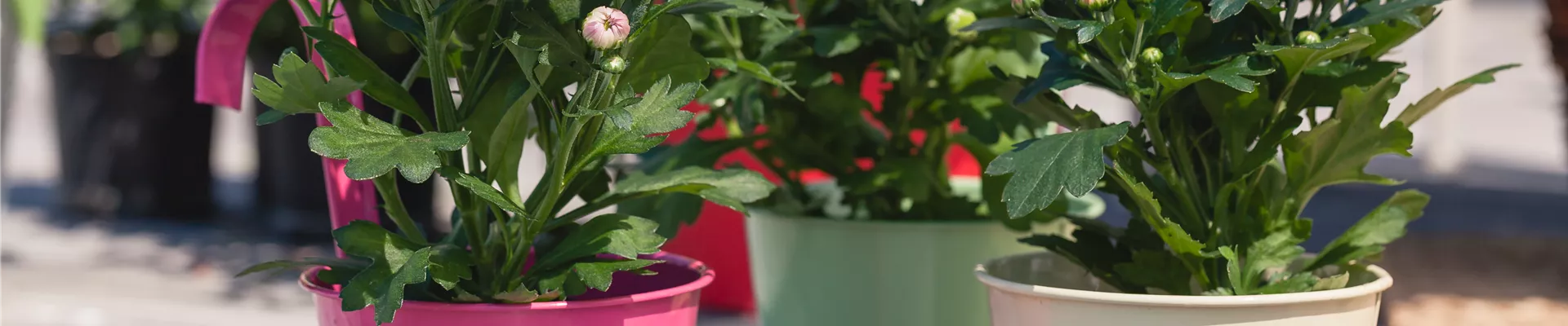 Chrysanthemum indicum Chrysanthemum indicum