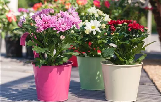 Mit Chrysanthemen den Sommer einfach verlängern Mit Chrysanthemen den Sommer einfach verlängern