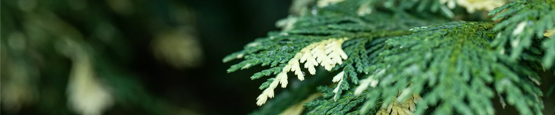 Chamaecyparis nootkatensis 'Variegata' Chamaecyparis nootkatensis 'Variegata'