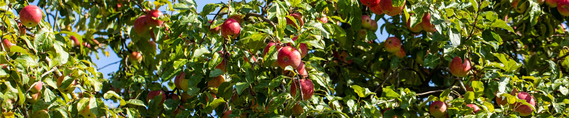 Malus domestica Malus domestica
