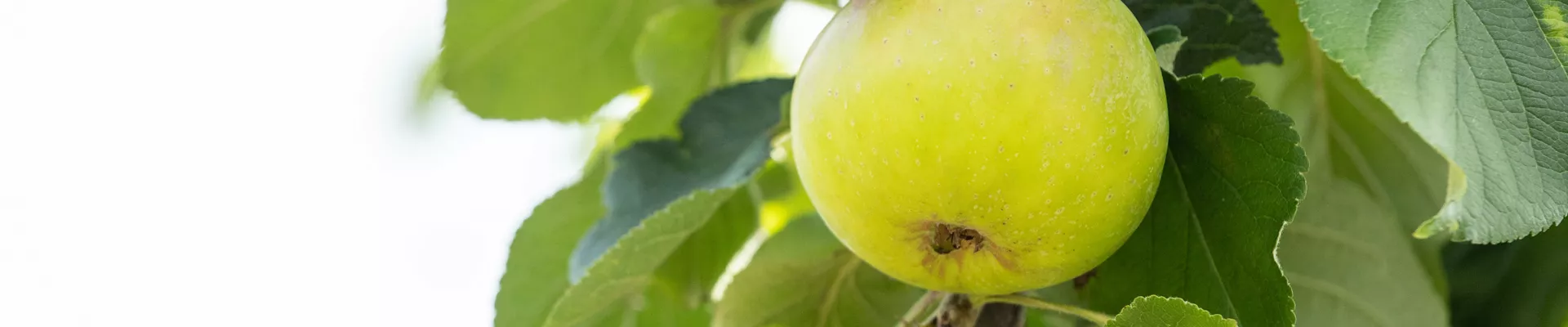 Malus domestica Malus domestica