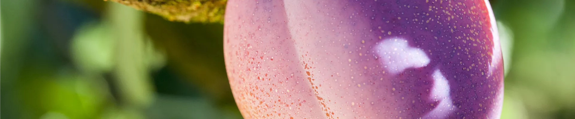 Prunus domestica 'Avalon' Prunus domestica 'Avalon'