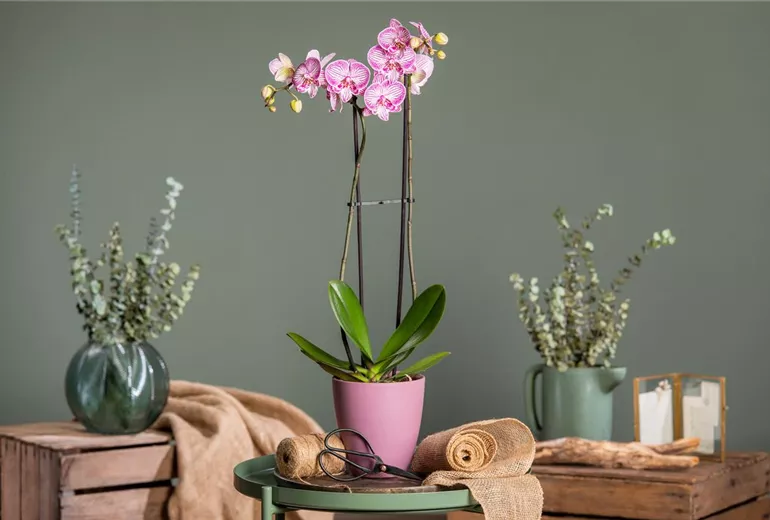Phalaenopsis, gestreift