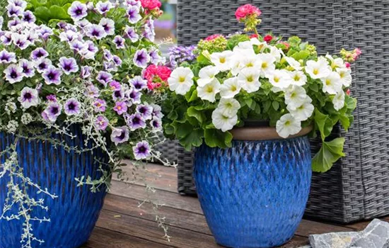 Petunien als beliebte Klassiker für Beet und Balkon