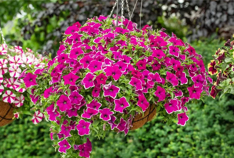 Petunia 'Surprise Magenta Halo'