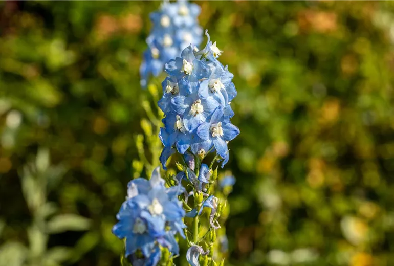 Delphinium x elatum