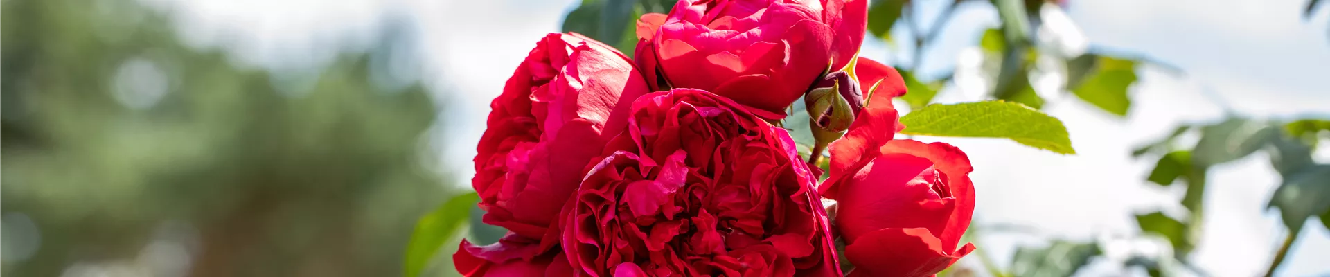 Kletterrose, rot Kletterrose, rot