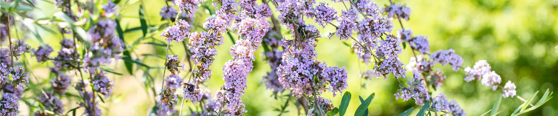 Buddleja alternifolia Buddleja alternifolia