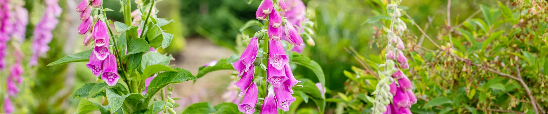 Digitalis purpurea, dunkelrosa Digitalis purpurea, dunkelrosa