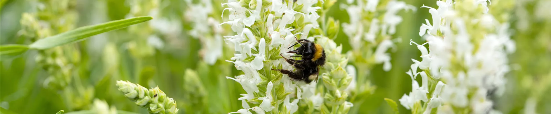 Salvia nemorosa 'Schneehügel' Salvia nemorosa 'Schneehügel'