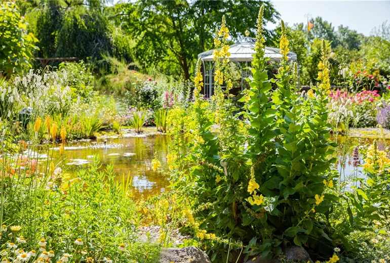 Verbascum densiflorum