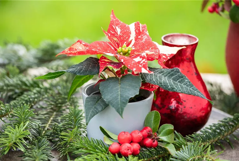 Euphorbia pulcherrima, Mini