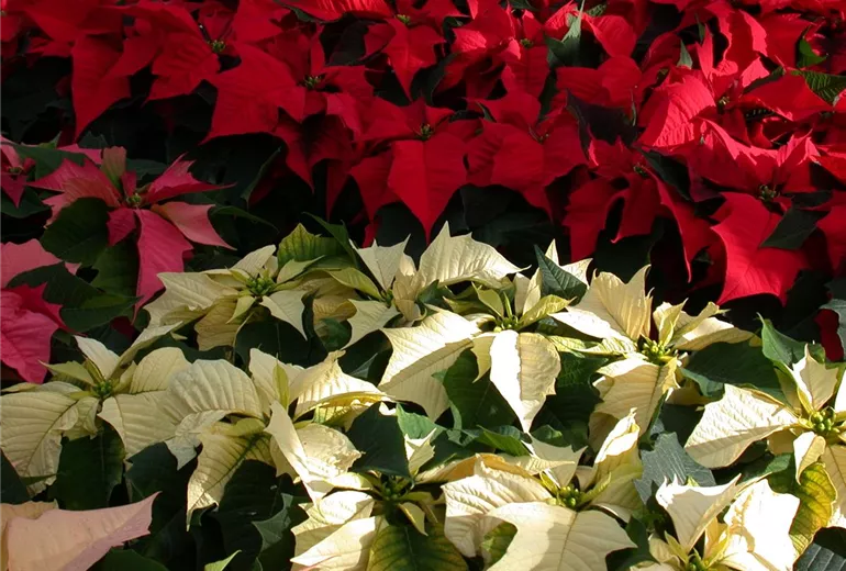 Euphorbia pulcherrima