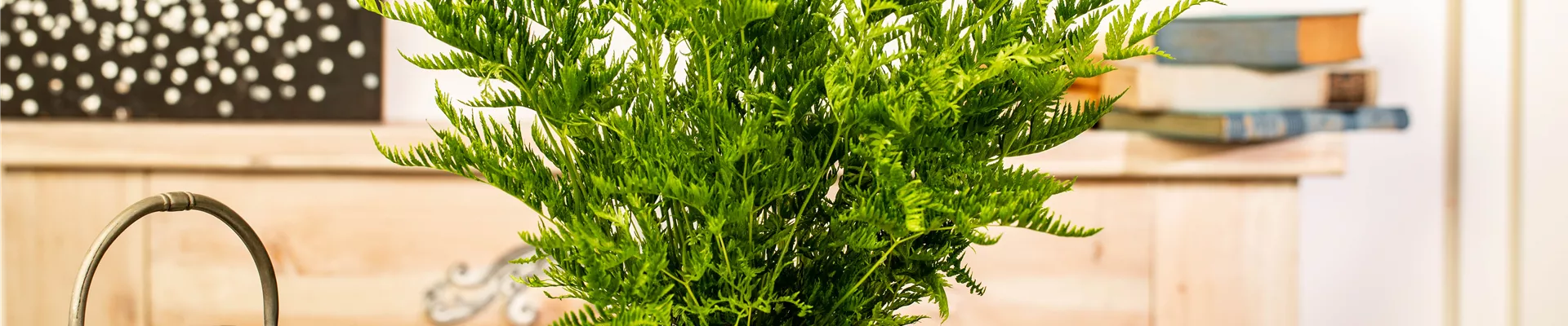 Pteris dentata Pteris dentata