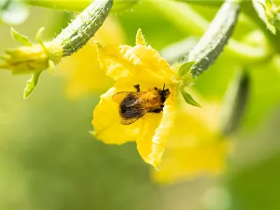 Bienenfreundliche Pflanzen für Garten und Co. Bienenfreundliche Pflanzen für Garten und Co.