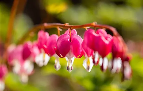 Die besten Pflanzen für den Schatten Die besten Pflanzen für den Schatten
