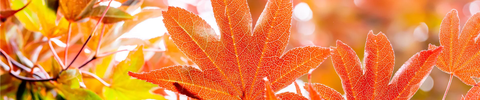 Acer palmatum 'Bloodgood' Acer palmatum 'Bloodgood'