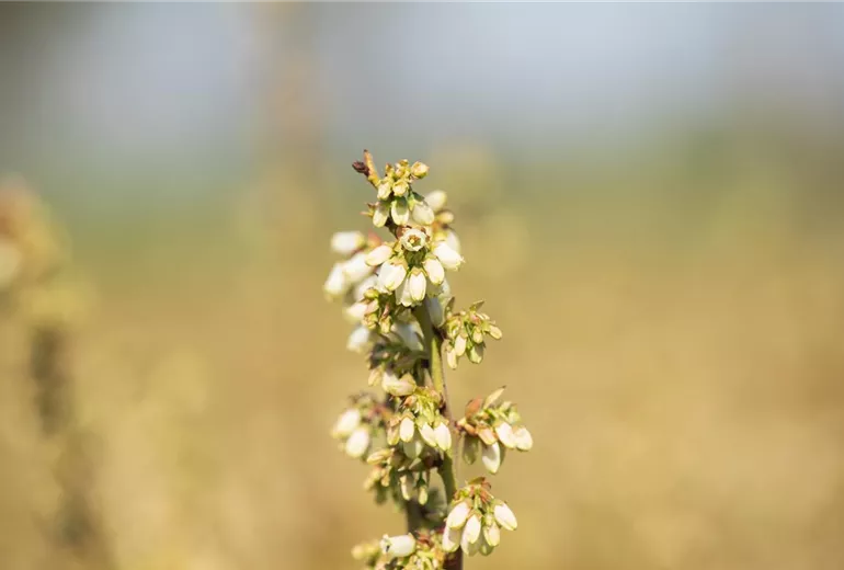 Vaccinium corymbosum 'Chandler'