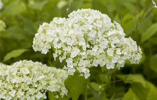 Hortensien für Garten und Balkon – ein tolles Blütenspiel Hortensien für Garten und Balkon – ein tolles Blütenspiel