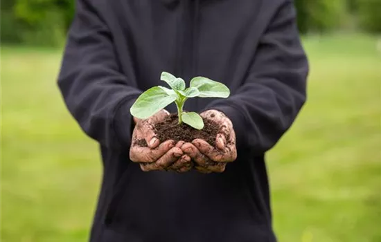 Immer eine gute Ernte: Das richtige Saatgut für das Hochbeet Immer eine gute Ernte: Das richtige Saatgut für das Hochbeet