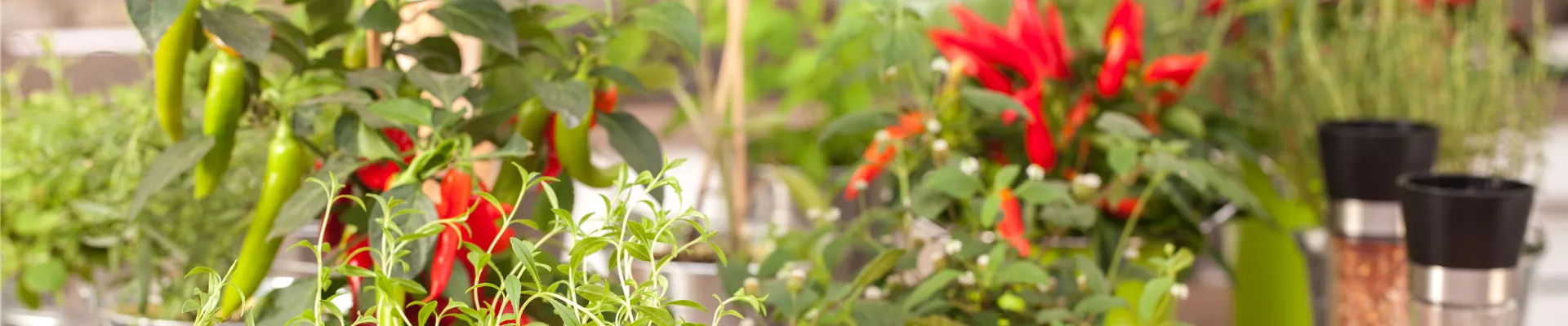 Küchenambiente mit Kräutern Küchenambiente mit Kräutern