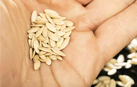 Sämereien auf ihre Haltbarkeit prüfen