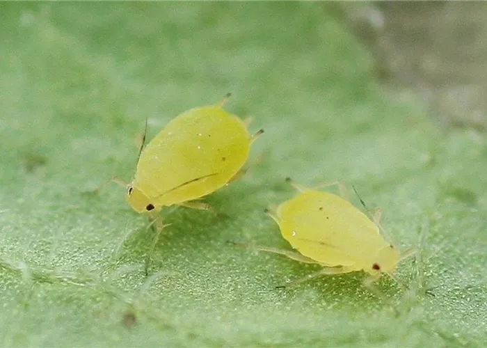 Schädlinge im Garten richtig erkennen und bekämpfen
