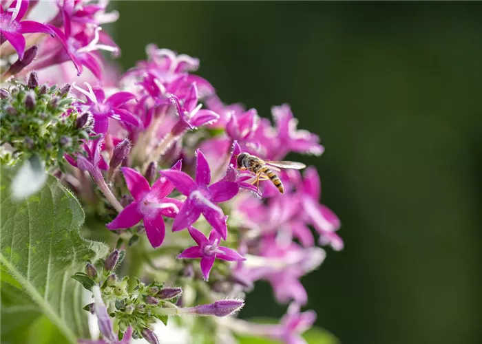 So funktioniert der Pflanzenschutz im Naturgarten